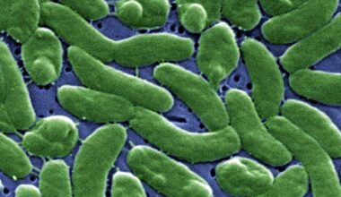 Two more people dead after eating Louisiana oysters infected with flesh-eating bacteria