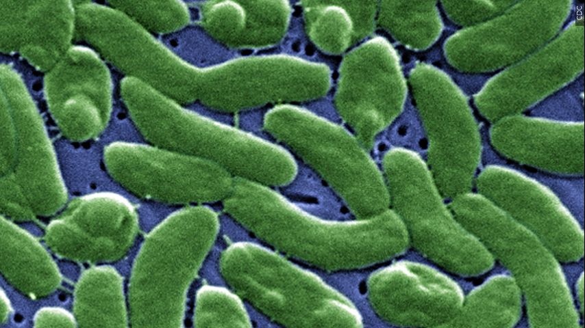 Two more people dead after eating Louisiana oysters infected with flesh-eating bacteria