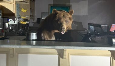 Caught red-pawed: Tahoe bear caught mid burgle but caused no damage aside from stolen strawberry ice cream