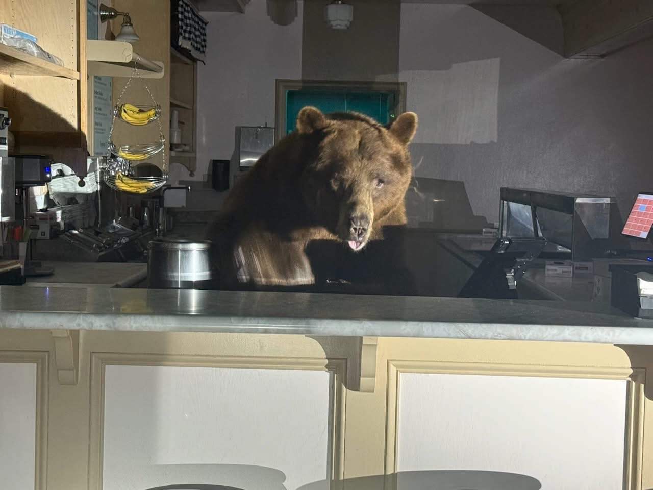 Caught red-pawed: Tahoe bear caught mid burgle but caused no damage aside from stolen strawberry ice cream