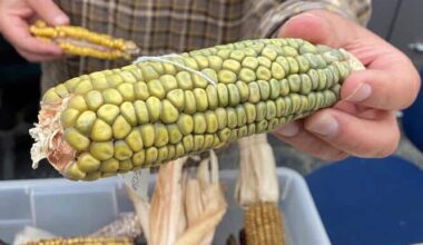 Why Weird Corn Matters - Seed World