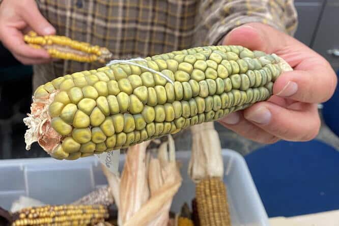 Why Weird Corn Matters - Seed World