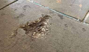 See the ‘Squirrel hole,’ Chicago’s latest concrete rodent imprint – NBC Chicago