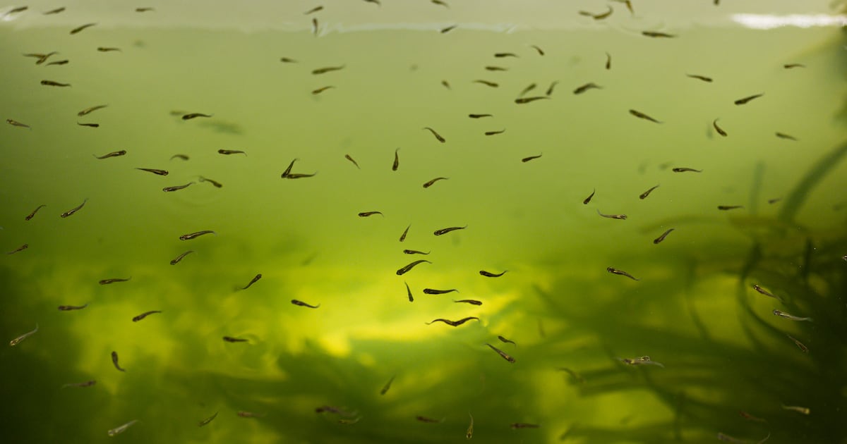 Utah's first 2025 case of West Nile virus in humans reported – Deseret News