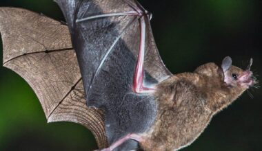 Bats in your home? Here’s what you should and shouldn’t do
