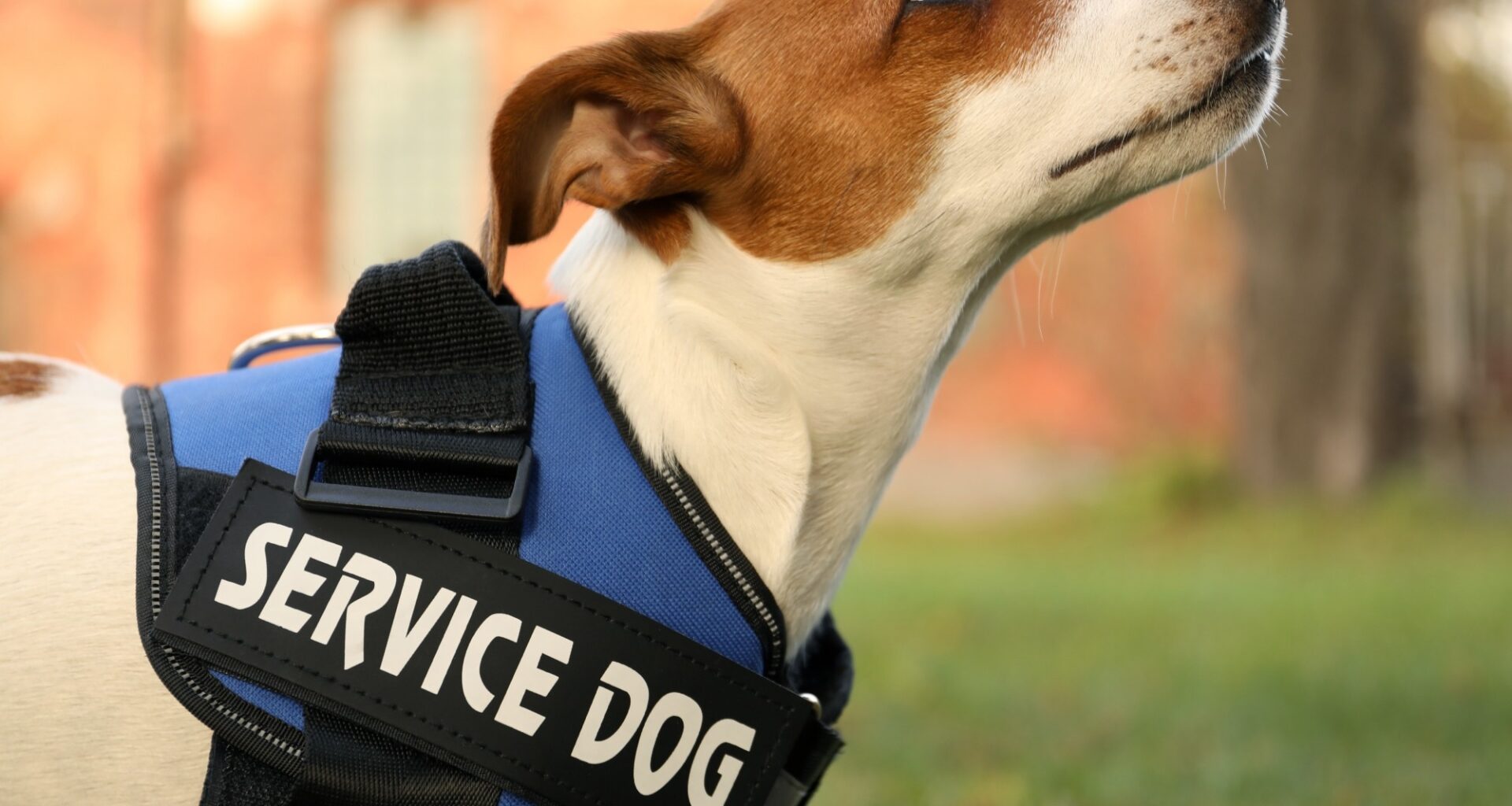Cute Jack Russell Terrier wearing service dog vest