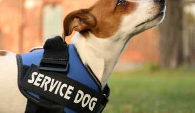 Cute Jack Russell Terrier wearing service dog vest