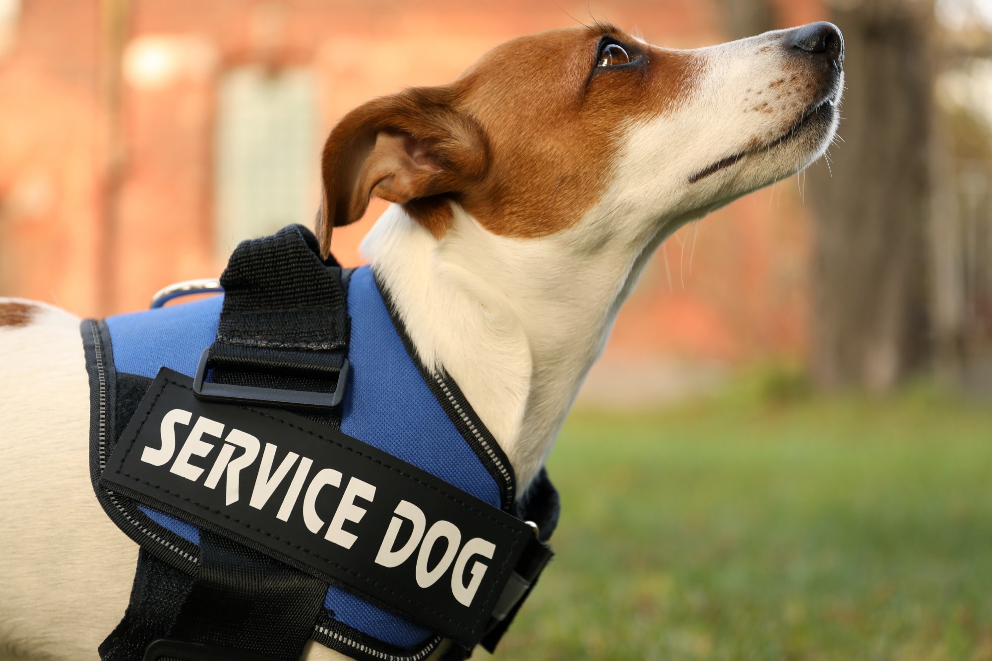Cute Jack Russell Terrier wearing service dog vest