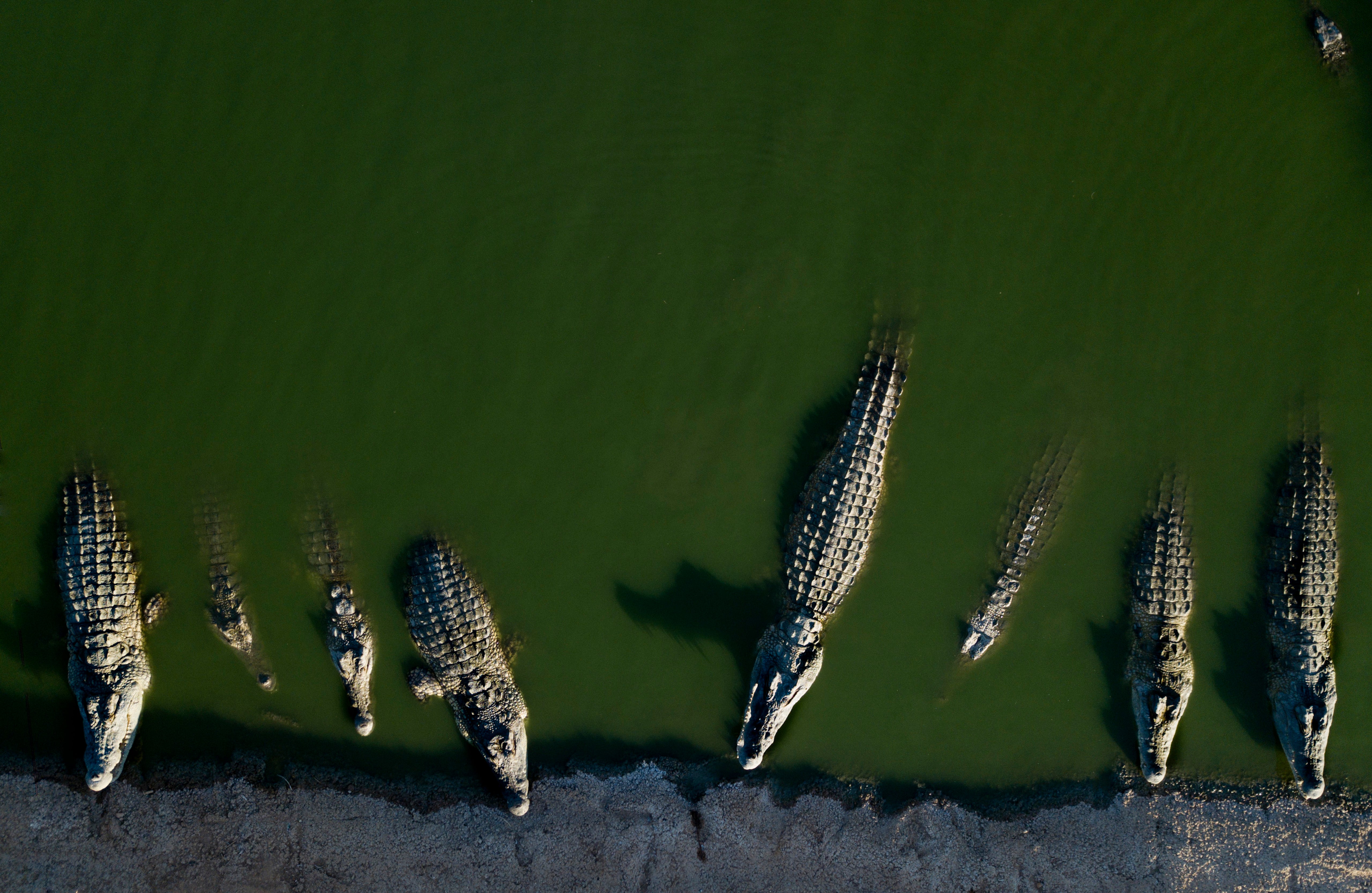 Crocodiles rest in water at a farm in the West Bank