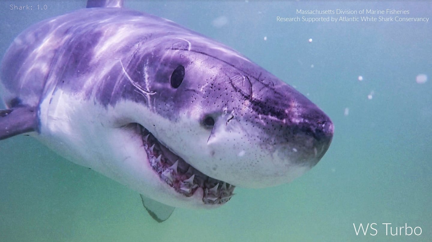 An image provided by the Atlantic White Shark Conservancy and Massachusetts Division of Marine Fisheries shows a white shark named Turbo.