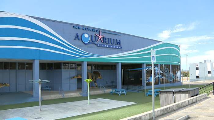 PETA to protest touch tanks at San Antonio Aquarium after viral octopus encounter