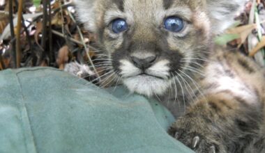 Endangered Florida panther kittens, born just months ago, hit and killed - Tampa Bay Times