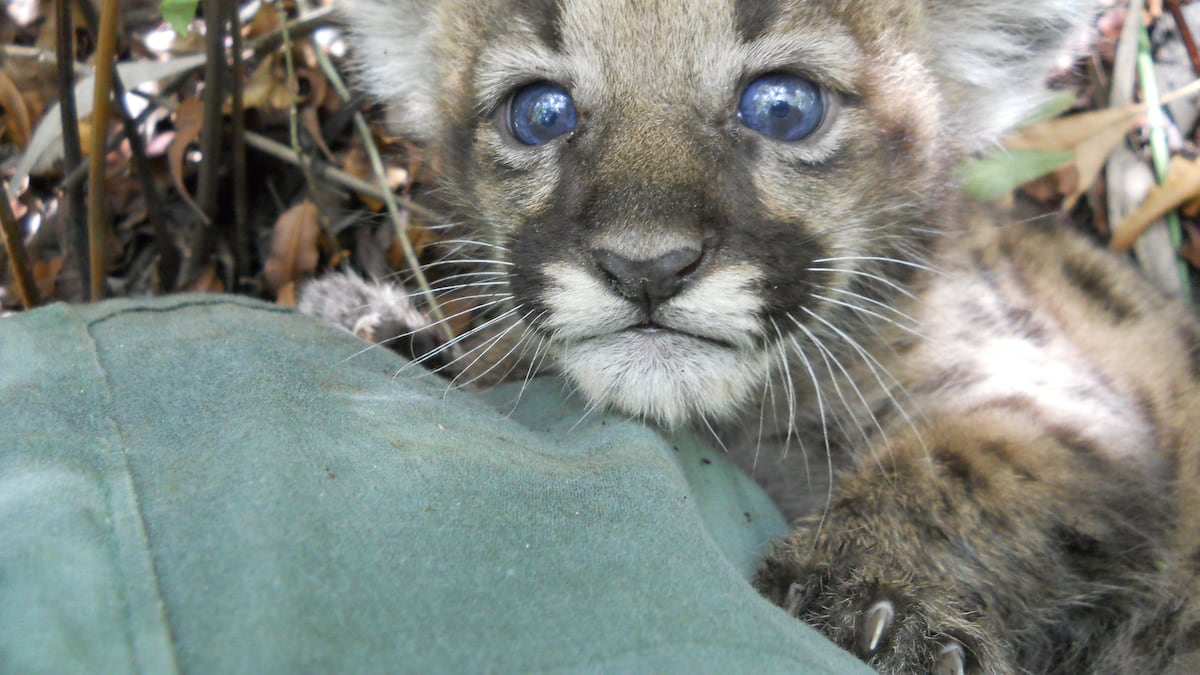 Endangered Florida panther kittens, born just months ago, hit and killed - Tampa Bay Times