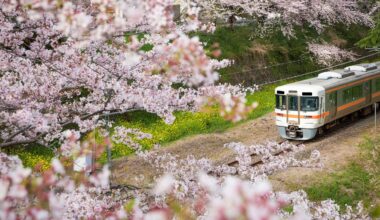 A train travels along tracks surrounded by blooming cherry blossom trees, with pink petals framing the scene and a field of green and yellow grass in the background.