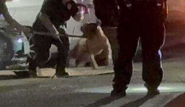 Dog euthanized after biting, killing owner on North Side, ACS says