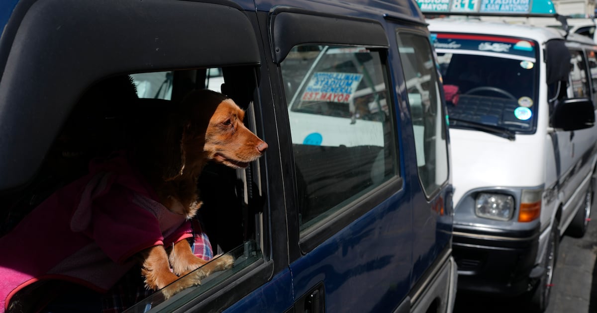Owner charged for leaving pets inside vehicle in Oshawa, leading to death of 1 dog - CTV News