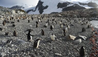 Gentoo penguins on Cuverville Island in the western Antarctic. Like seals and whales, they eat krill, an inch-long shrimp-like crustacean that forms the basis of the Southern Ocean food chain. But penguin-watchers say the krill are getting scarcer in the western Antarctic peninsula, under threat from climate change and fishing. Credit: Eitan Abramovich/AFP via Getty Images