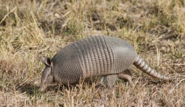 Armadillos in Indiana are moving north toward Michigan, new study shows