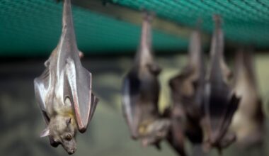 Clackamas County resident treated for rabies after encounter with infected bat
