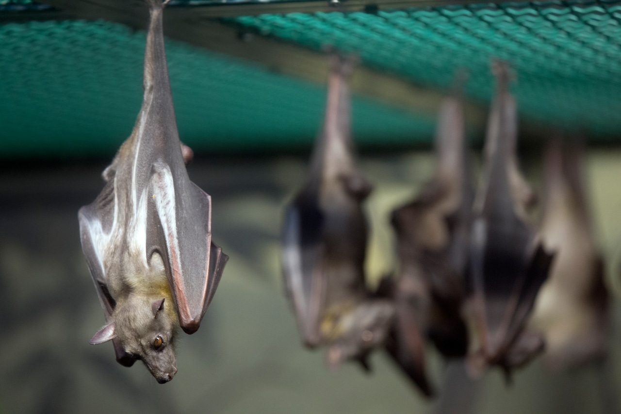 Clackamas County resident treated for rabies after encounter with infected bat