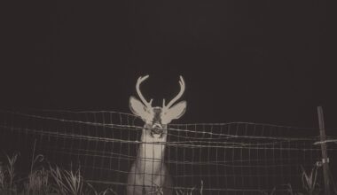 Photographer Uses Cheap Trail Camera to Capture Dreamy Images of Deer