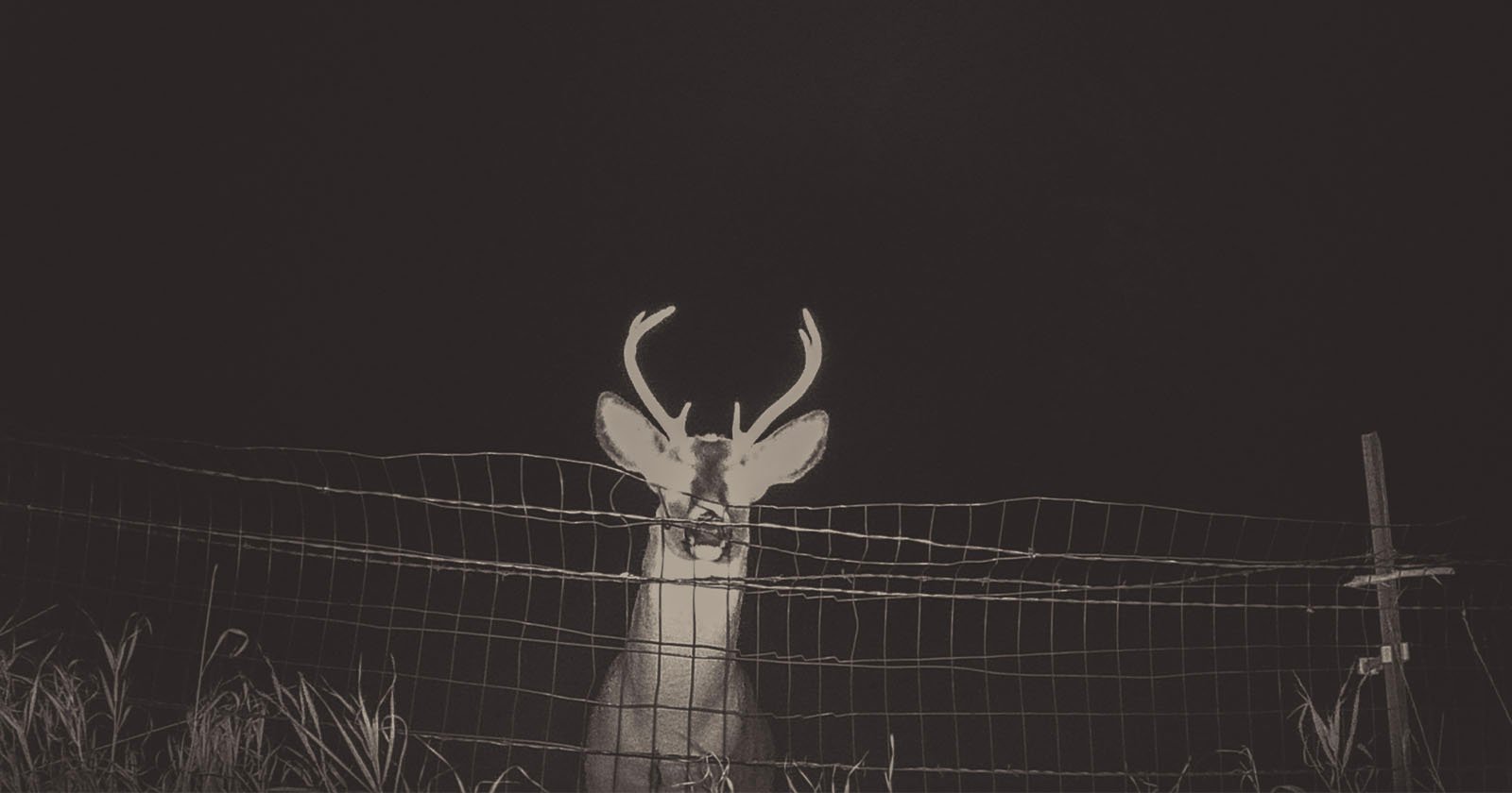 Photographer Uses Cheap Trail Camera to Capture Dreamy Images of Deer