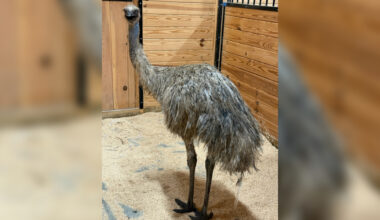Loose Emu Captured In Loveville, Now At St. Mary’s Animal Adoption And Resource Center