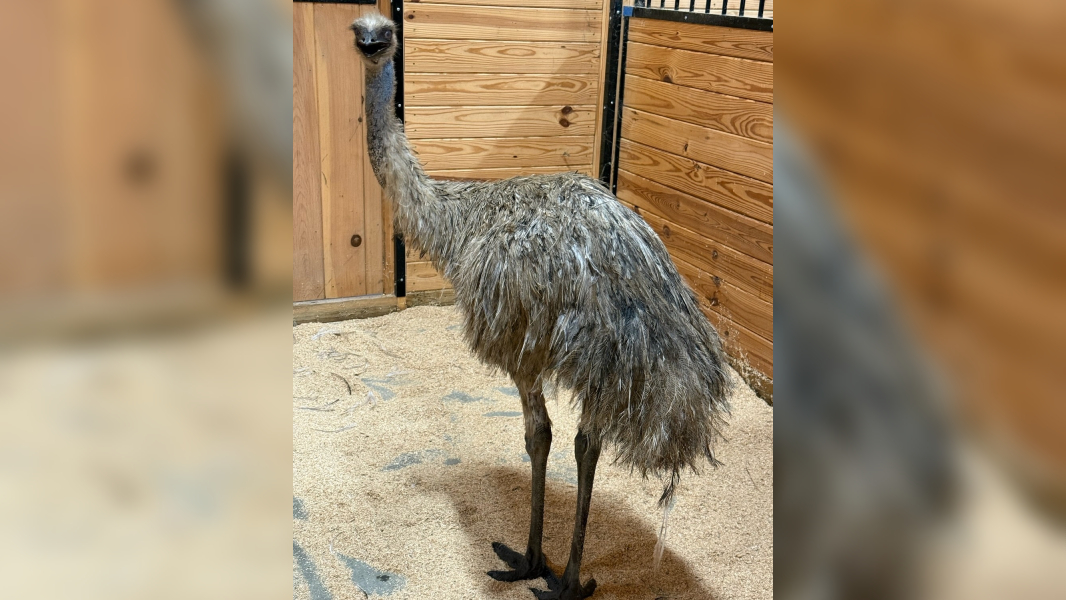 Loose Emu Captured In Loveville, Now At St. Mary’s Animal Adoption And Resource Center