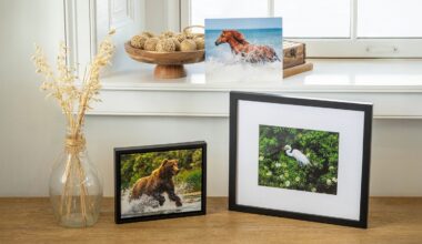 A wooden table displays framed photos of a bear in water, a white bird among green leaves, and an unframed photo of a horse running in surf. A glass vase with dried grass sits beside the photos by a window.