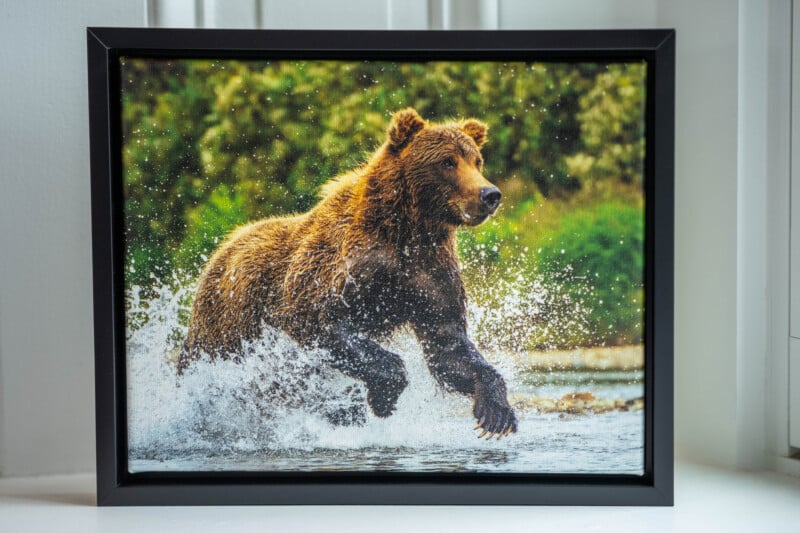 A framed photo of a brown bear running through shallow water, splashing as it moves, with green foliage blurred in the background. The frame sits on a white windowsill.