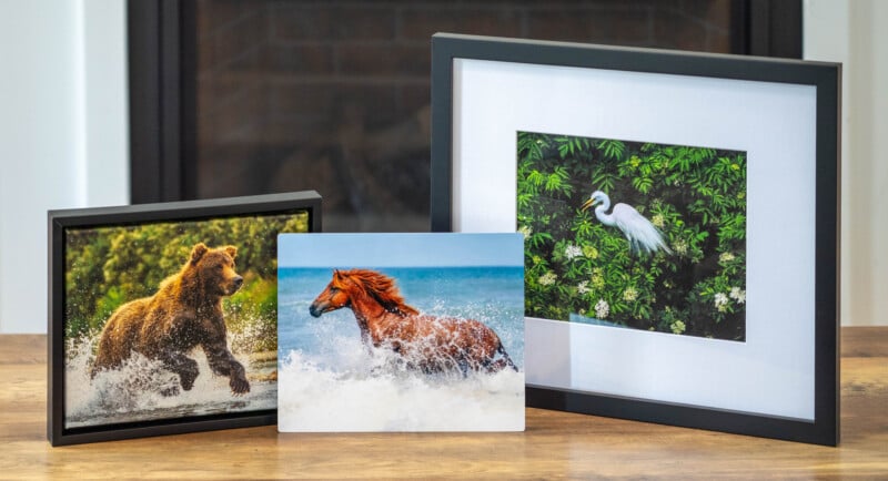 Three framed photos on a table: a bear running through water, a horse galloping in surf, and a white bird standing among green foliage. A fireplace is visible in the background.