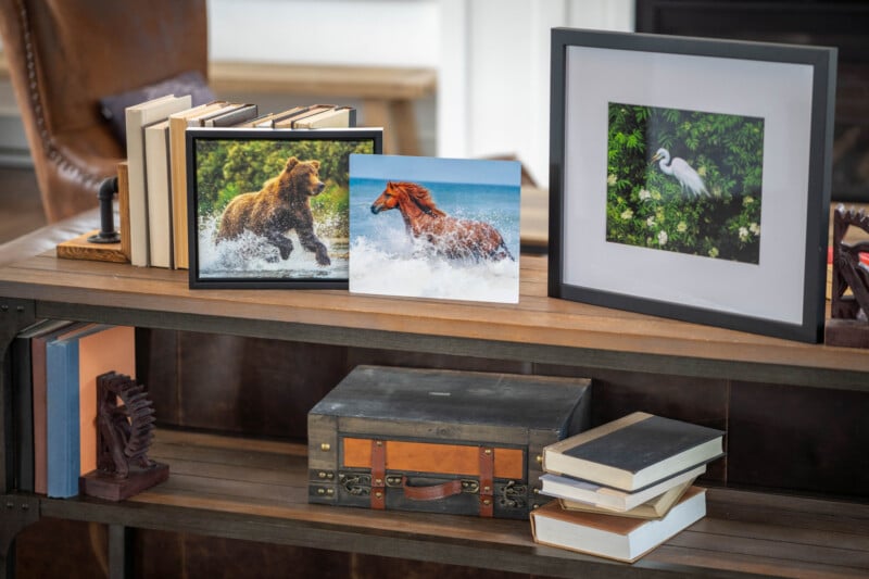 A shelf displaying framed wildlife photos of a bear in water, a horse running on a beach, and a heron in greenery, with stacked books and a vintage suitcase beneath.
