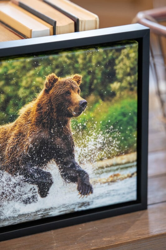 A framed photograph of a bear running through water, creating splashes, is displayed on a wooden surface with books stacked nearby and greenery in the background.