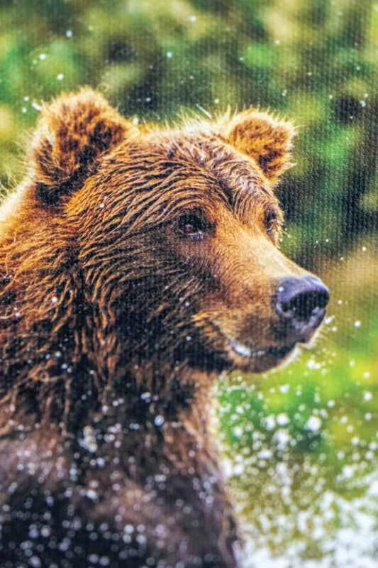 A close-up of a wet brown bear standing in water, with droplets splashing around and a blurred green background behind it.
