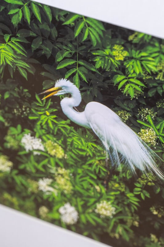 A white egret stands among lush green foliage and clusters of small white flowers, with its beak open as if calling. The background is dense with vibrant leaves.