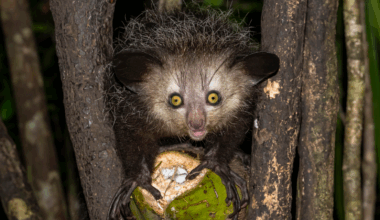 Close-up of an aye-aye (Daubentonia madagascariensis) in a tree with a piece of fruit, Le Palmarium Reserve, Madagascar.