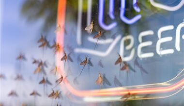 Climate change and pollution threaten the beloved mayfly's future