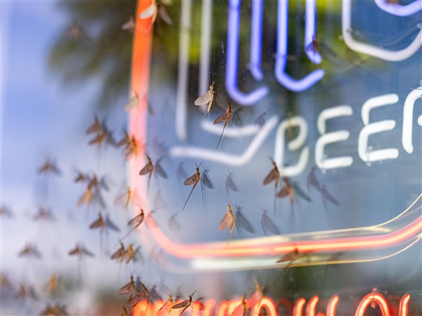Climate change and pollution threaten the beloved mayfly's future