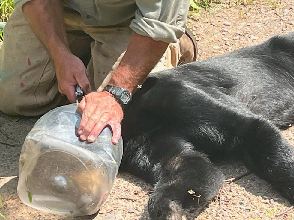 Bear With Plastic Jar On Its Head 
Freed In Northern Wisconsin