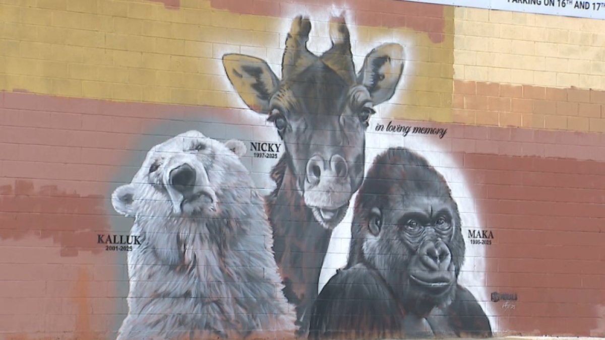 Local artist creates mural to honor legacy of recently lost San Diego Zoo animals – NBC 7 San Diego