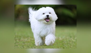 Maltese Dogs Rescued From Cruelty Case Up For Adoption In Fort Worth