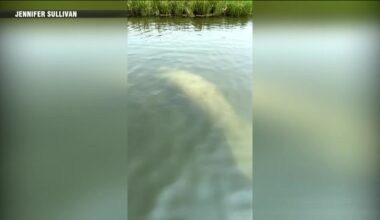 ‘Highlight of my summer’: Manatee spotted in Mashpee - Boston News, Weather, Sports