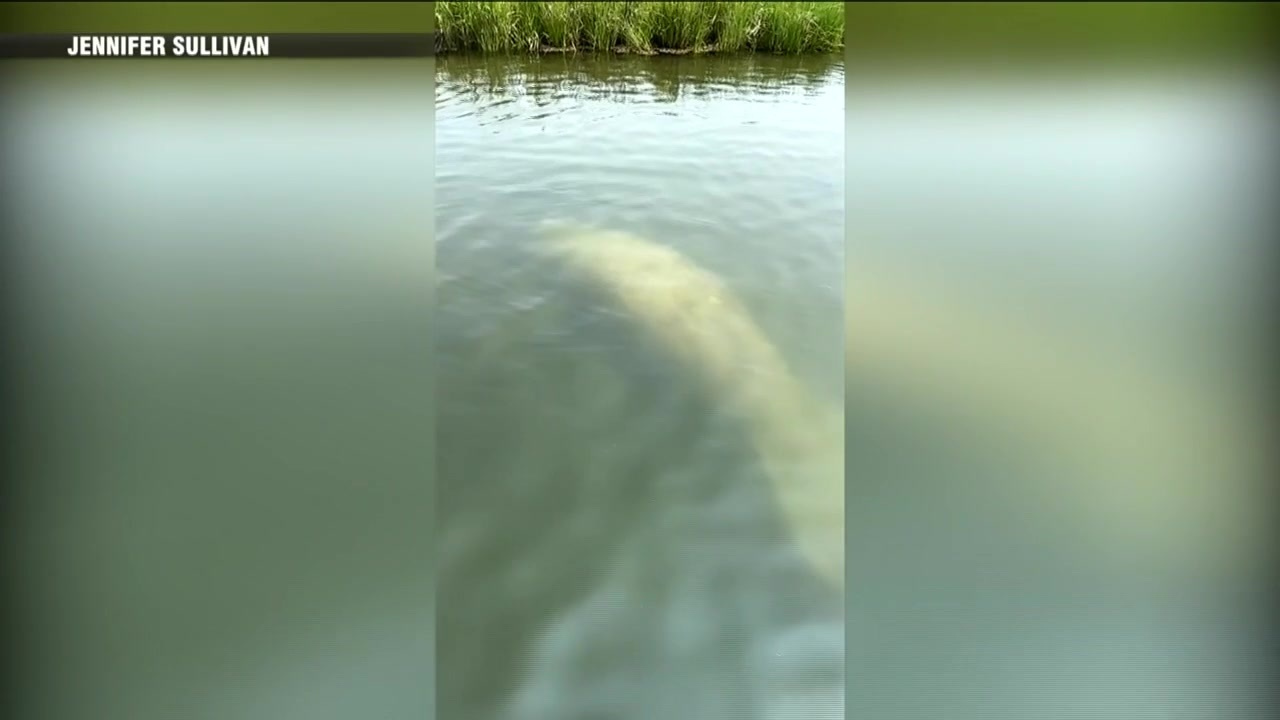 ‘Highlight of my summer’: Manatee spotted in Mashpee - Boston News, Weather, Sports