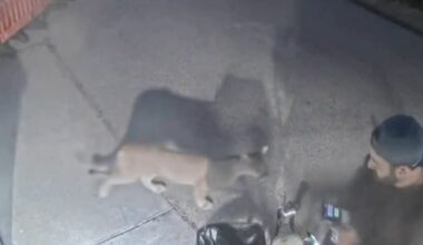Camper has close encounter with mountain lion in Malibu – NBC Los Angeles