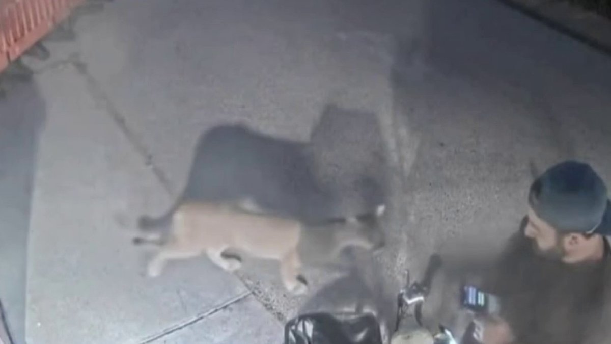 Camper has close encounter with mountain lion in Malibu – NBC Los Angeles