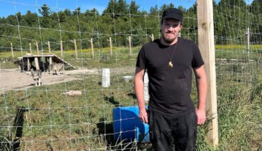 Ont. man urges government relocate his wolf-dogs, not euthanize them - CTV News