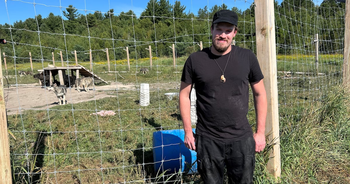 Ont. man urges government relocate his wolf-dogs, not euthanize them - CTV News