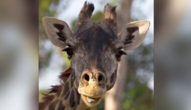 Oldest Masai giraffe in North America dies at San Diego Zoo – NBC 7 San Diego