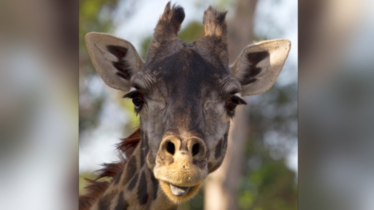 Oldest Masai giraffe in North America dies at San Diego Zoo – NBC 7 San Diego