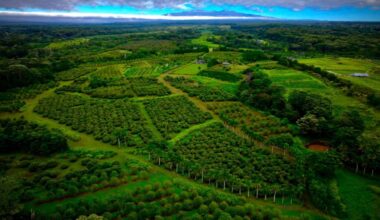 Business Monday: Hilo farmland protected in perpetuity with help from nonprofits : Big Island Now